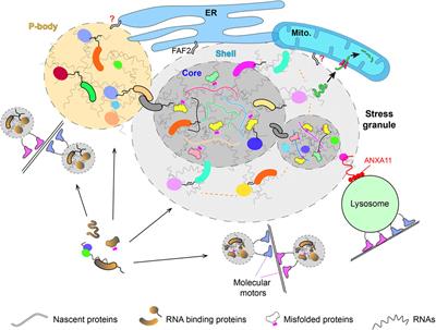 The Molecular and Functional Interaction Between Membrane-Bound Organelles and Membrane-Less Condensates